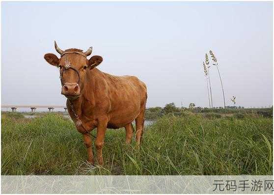 老牛嫩草1234区:当然可以!以下是一些基于“老牛嫩草1234”相关主题的标题建议: