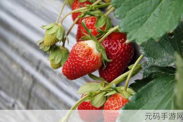 草莓视频免费下载 ios:1. 草莓视频:畅享高清影视,随时随地看精彩