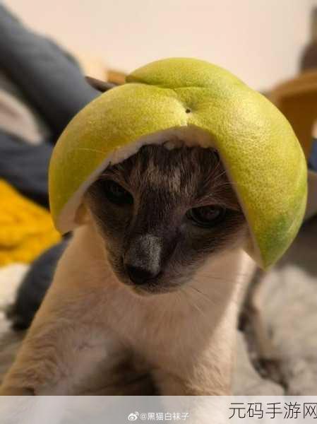 91糖芯柚子猫：1. 糖芯柚子猫：甜蜜与活力的完美结合
