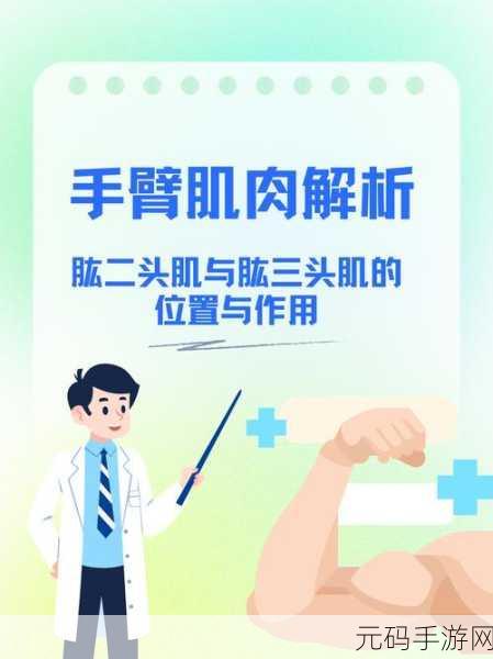 肌肌桶肌肌:1. 肌肉锻炼的科学与艺术:打造完美身材之路