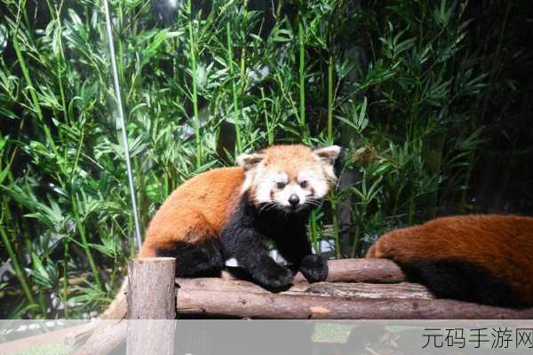 猫汤物语新版本治愈上线,萌宠互动再升级