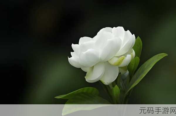 栀子花下载，园艺模拟与冒险的完美融合，手游新体验即将来袭