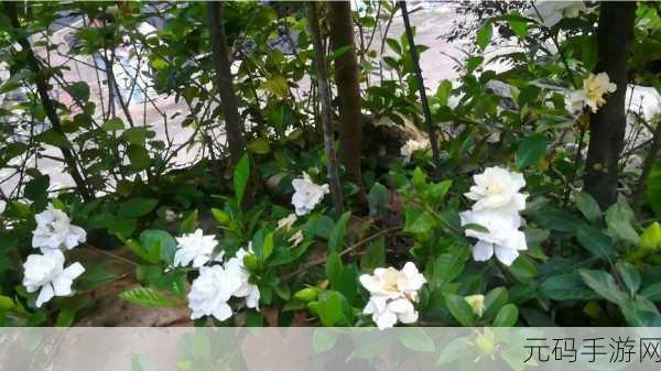 栀子花下载，园艺模拟与冒险的完美融合，手游新体验即将来袭