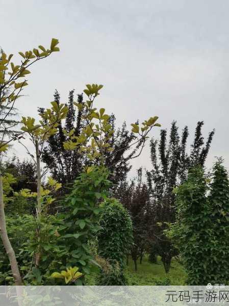 CELL六轮狂花,全新二次元剧情推敲手游震撼发布