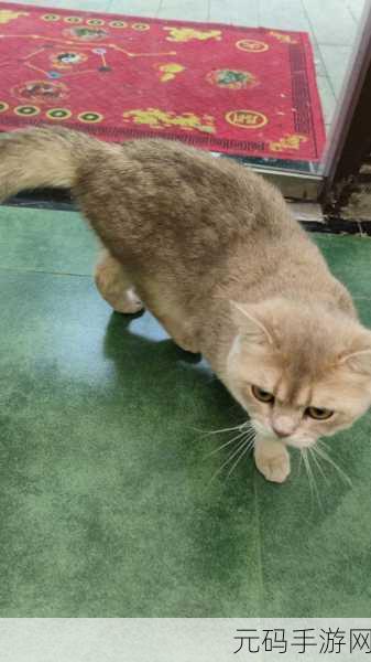 无限猫猫计划,萌宠治愈系手游新体验即将上线
