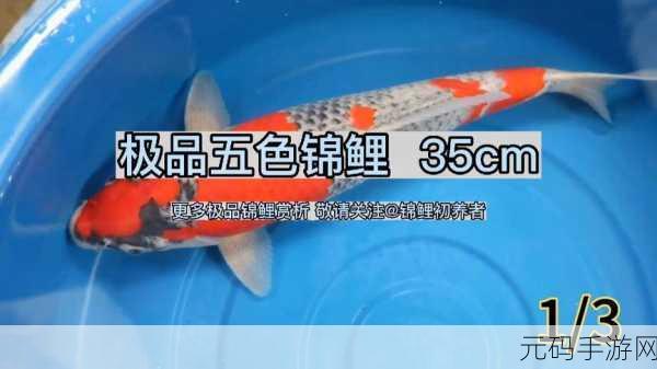 射雕手游,五色锦鲤收集秘籍大揭秘