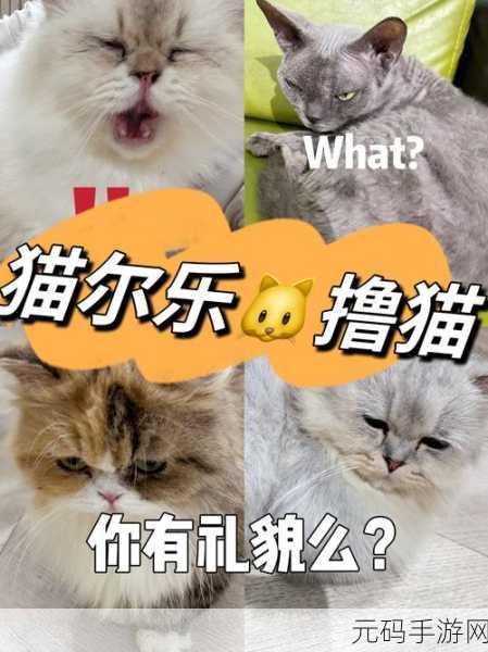 手游资讯,萌化人心!猫咪英语单词消除新游戏发布,开启益智与可爱的双重盛宴