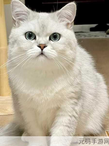小猫咪大城市，成就杀手猫后的终极指南