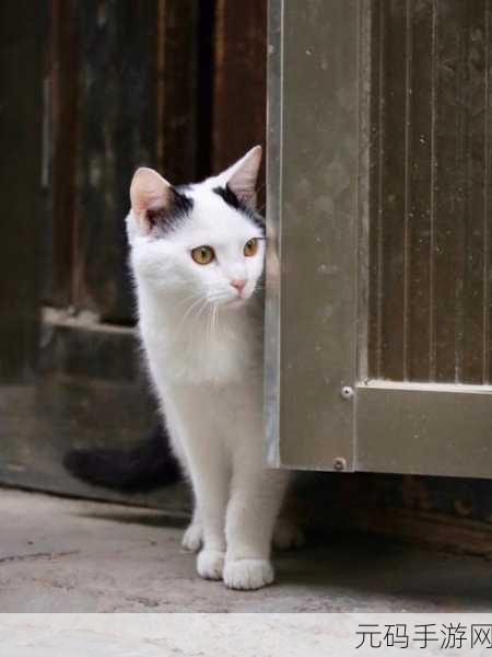 小猫咪大城市，成就杀手猫后的终极指南