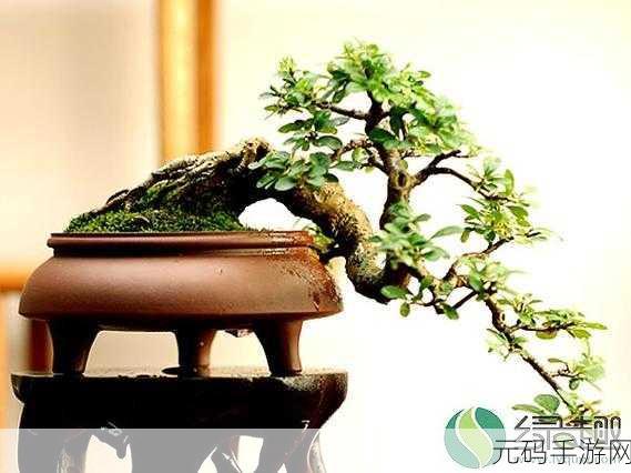 盆栽艺术英文版手游，全新模拟经营体验即将上线