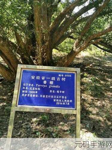 探秘桃源深处,桃源池留言板的通关秘籍