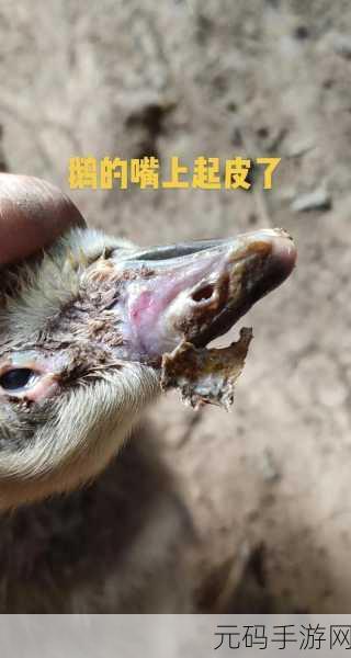 鹅鸭杀中神秘的外置位,全面解析其作用与策略