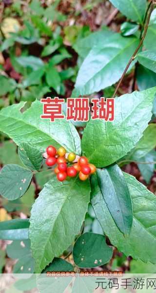 17草,一起来种草