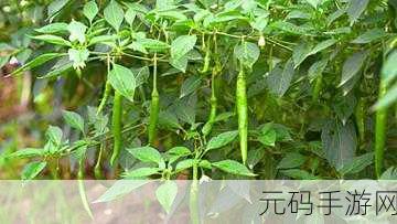 青椒影视，青椒视频