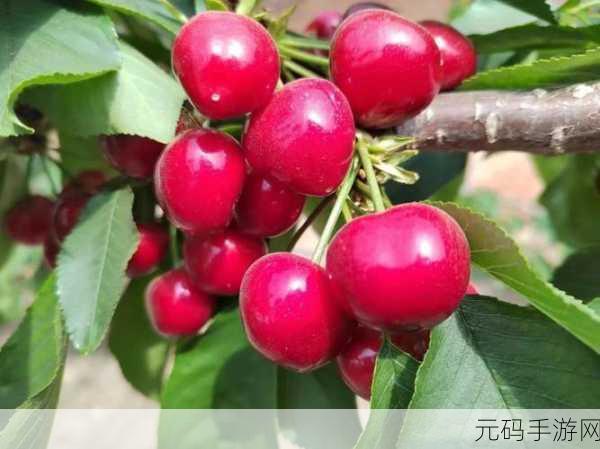 色草莓视频,缤纷果园