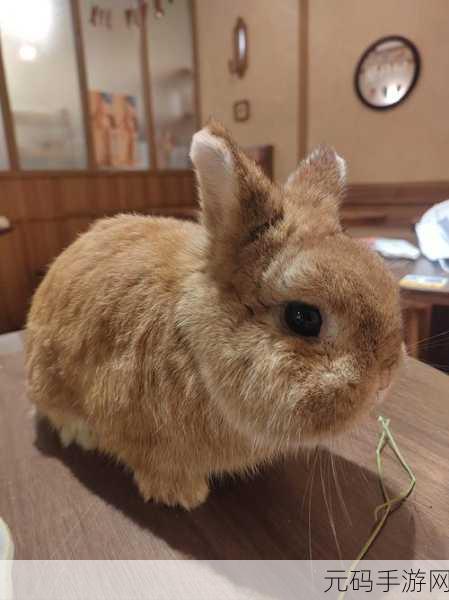 萌萌跳跳兔手游新版本震撼发布,休闲动作新体验等你来探索