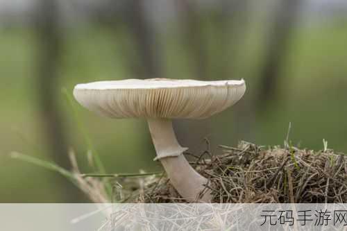 99国精产品灬源码1蘑菇,蘑菇源码精品商城