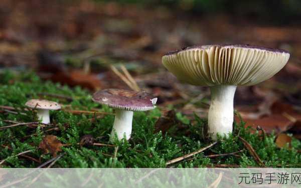 99国精产品灬源码1蘑菇,蘑菇源码精品商城