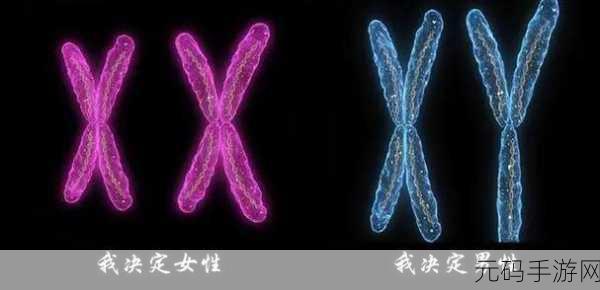 中国业余性别自由XXⅩXX,自由之恋:缘定今生