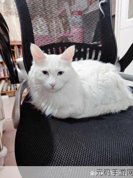 疯狂凯蒂猫手机版新游戏发布,萌宠养成新体验,快来饲养你的小猫咪!