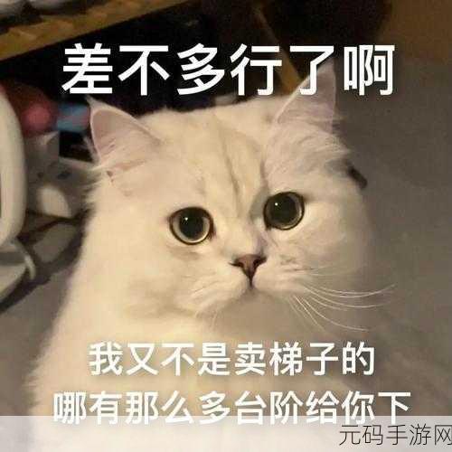 新月同行猫猫语,探寻神秘第六只猫的藏身之处