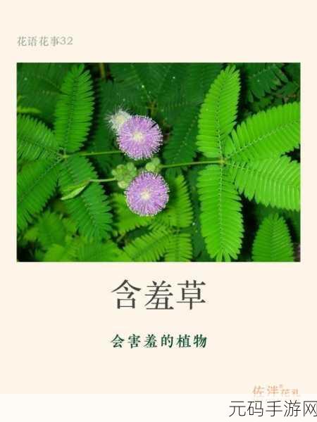 含羞草传媒2024隐藏线路,羞草直播2024最新版