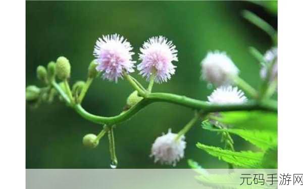 含羞草传媒2024隐藏线路,羞草直播2024最新版