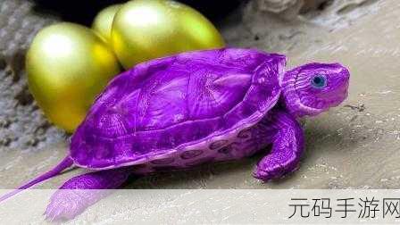 揭秘最强蜗牛中紫色头巾乌龟的神奇用途