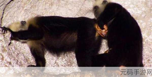 生猴子怎么最舒服,宝宝出生攻略:轻松养娃必看技巧