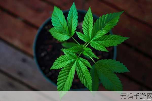 含羞草视频,羞羞草短视频