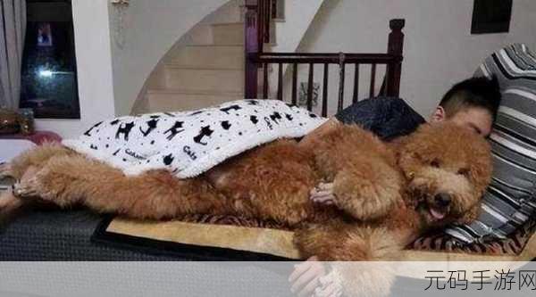 啊哈哈哈哈主人我错了哈哈哈哈有图有真相,主人饶命!搞笑宠物日常【视频】
