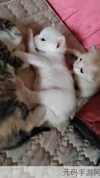 一边摸着一边亲下奶,轻抚温柔的小奶猫