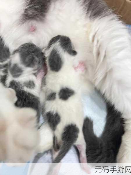 一边摸着一边亲下奶,轻抚温柔的小奶猫