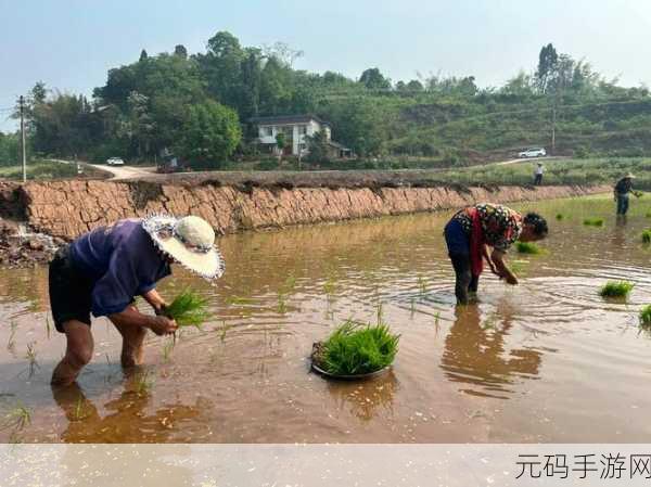 夫妻之间三十中插秧方法,种田小技巧:30种双人合作插秧攻略