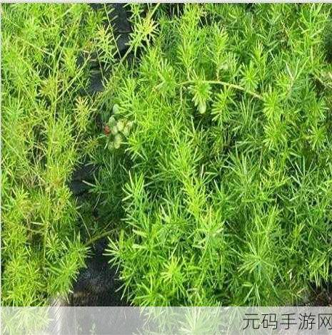 欧洲久久,欧服传说