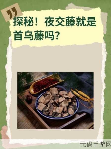 下一站江湖,探秘夜交藤的神秘位置
