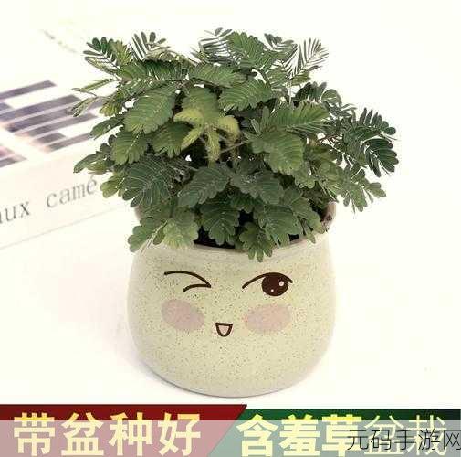 含羞草实验室隐藏路线,神秘花园探秘之旅