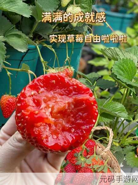 草莓视频苏,草莓直播秀