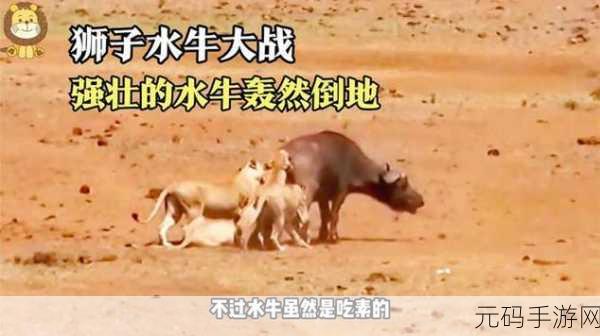 水牛影视,水牛视频