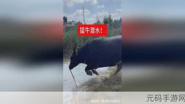 水牛影视,水牛视频