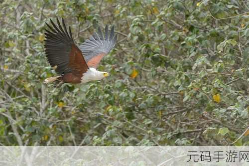 足球之王中文版震撼发布,Fish Eagle带你领略足球生活的无限魅力