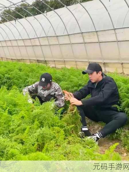 真人在床上拔萝卜,趣味农场大作战