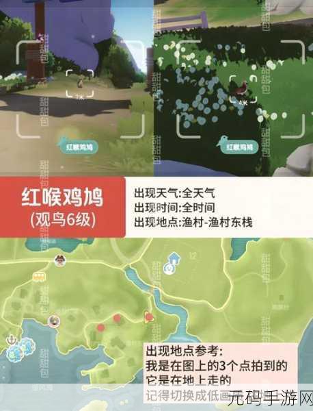 心动秘籍,轻松获取小镇鸟类资料卡
