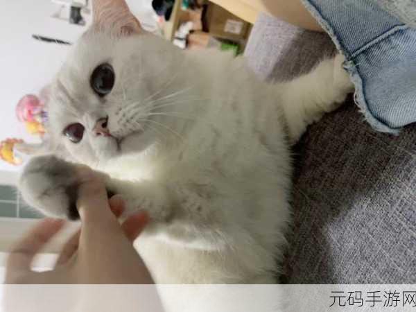 溏心柚子猫，萌趣柚喵