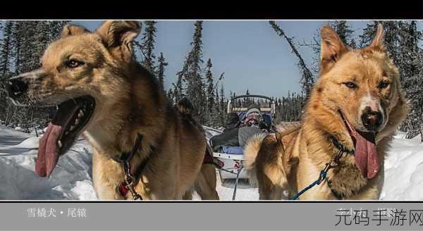 雪橇犬生活模拟手游全新版本震撼发布,带你领略极地冒险之旅