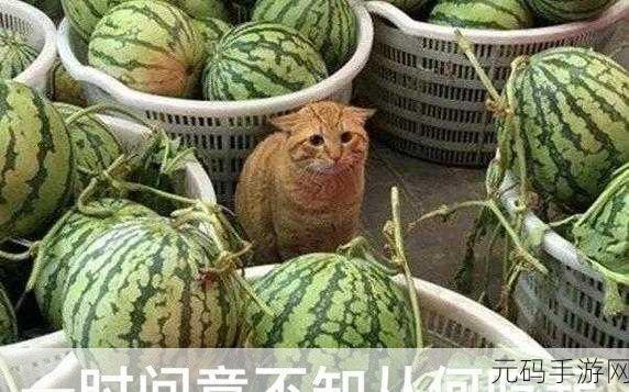 我爱搞52,我爱玩52