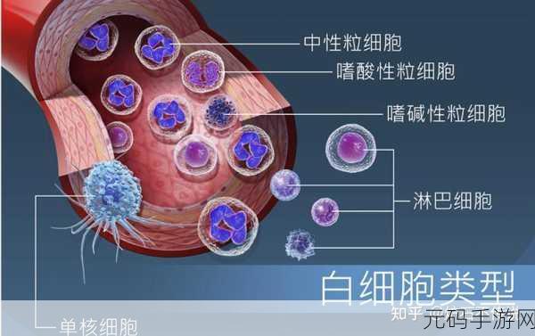 揭秘人体最坚固防线,牙齿与骨头的终极对决