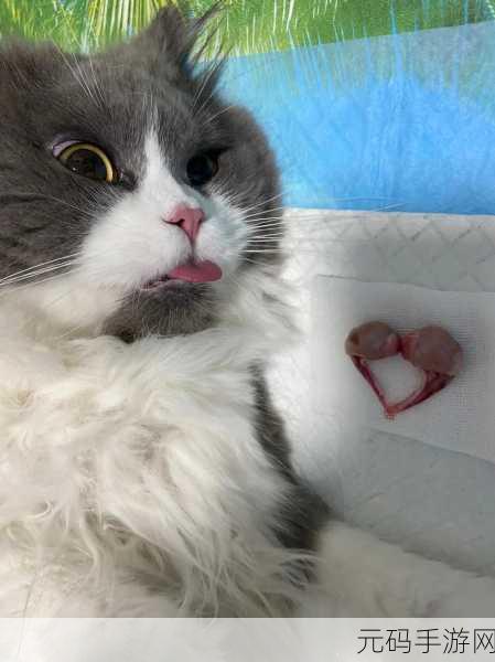 萌宠探险新纪元,猫咪奇遇记手游盛大发布