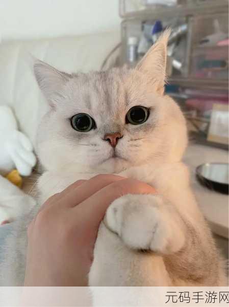 萌宠探险新纪元,猫咪奇遇记手游盛大发布