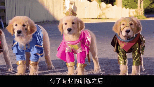 休闲益智新游来袭!美丽守卫战带你拯救狗子,开启智慧闯关之旅